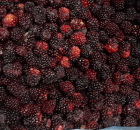 Ежевика весовая, 10 кг